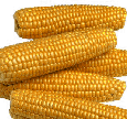 corn photo